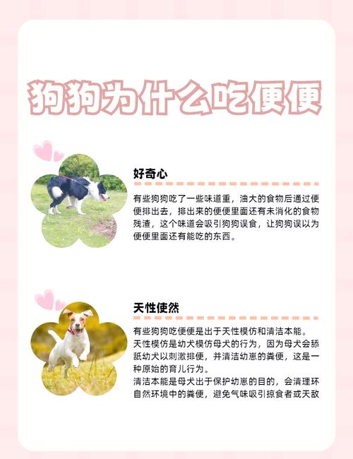 狗狗吃便便怎么办_狗狗吃屎咋办-第6张图片-后鲨宠物 狗狗吃便便怎么办_狗狗吃屎咋办-第6张图片-后鲨宠物