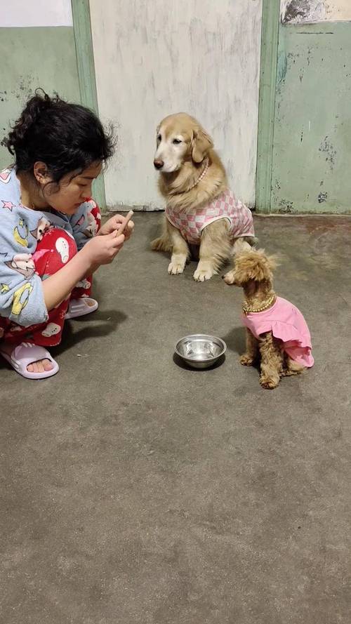 小狗狗可以吃火腿肠吗,小宠物狗可以吃火腿肠吗?-第4张图片-后鲨宠物 小狗狗可以吃火腿肠吗,小宠物狗可以吃火腿肠吗?-第4张图片-后鲨宠物