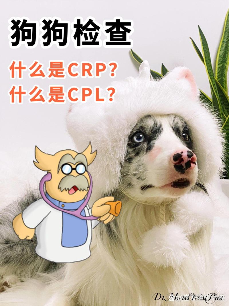 狗狗crp高怎么治疗_狗狗crp很高-第1张图片-后鲨宠物 狗狗crp高怎么治疗_狗狗crp很高-第1张图片-后鲨宠物
