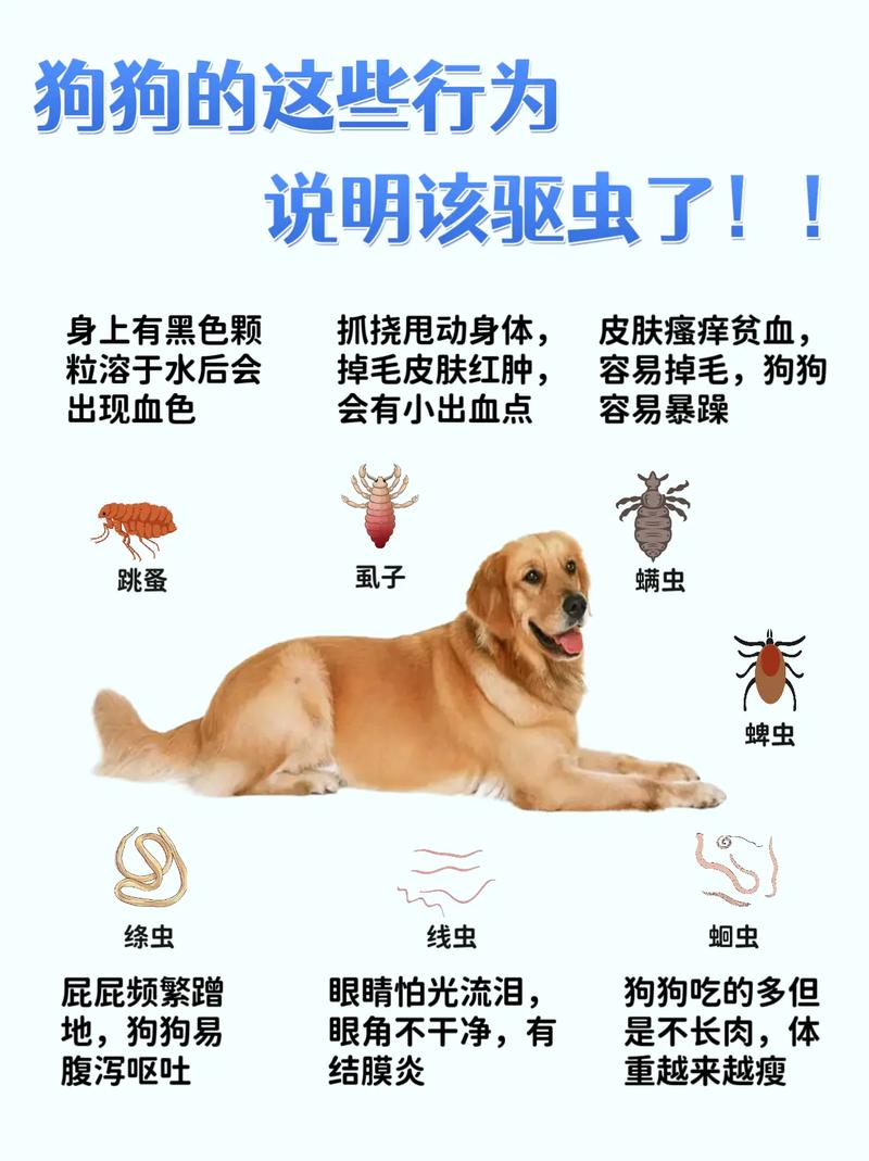 狗狗怀孕了能驱虫吗_狗狗怀孕了能驱虫吗?-第2张图片-后鲨宠物 狗狗怀孕了能驱虫吗_狗狗怀孕了能驱虫吗?-第2张图片-后鲨宠物
