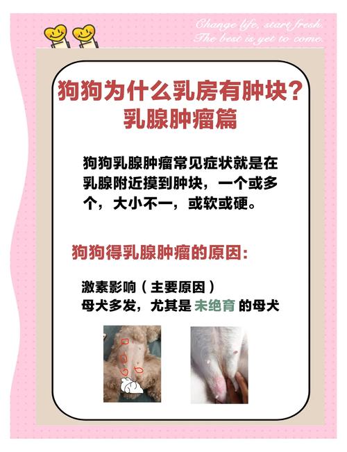 狗狗得乳腺瘤怎么办,狗得了乳腺瘤能治愈吗?-第1张图片-后鲨宠物 狗狗得乳腺瘤怎么办,狗得了乳腺瘤能治愈吗?-第1张图片-后鲨宠物