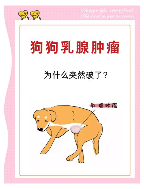 狗狗得乳腺瘤怎么办,狗得了乳腺瘤能治愈吗?-第2张图片-后鲨宠物 狗狗得乳腺瘤怎么办,狗得了乳腺瘤能治愈吗?-第2张图片-后鲨宠物