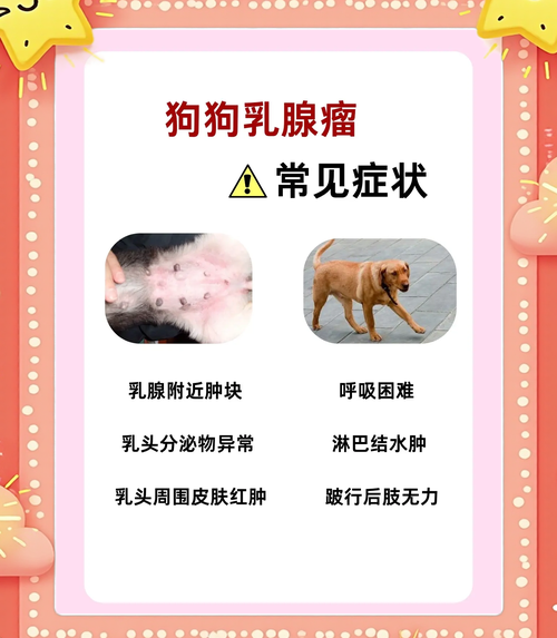 狗狗得乳腺瘤怎么办,狗得了乳腺瘤能治愈吗?-第4张图片-后鲨宠物 狗狗得乳腺瘤怎么办,狗得了乳腺瘤能治愈吗?-第4张图片-后鲨宠物