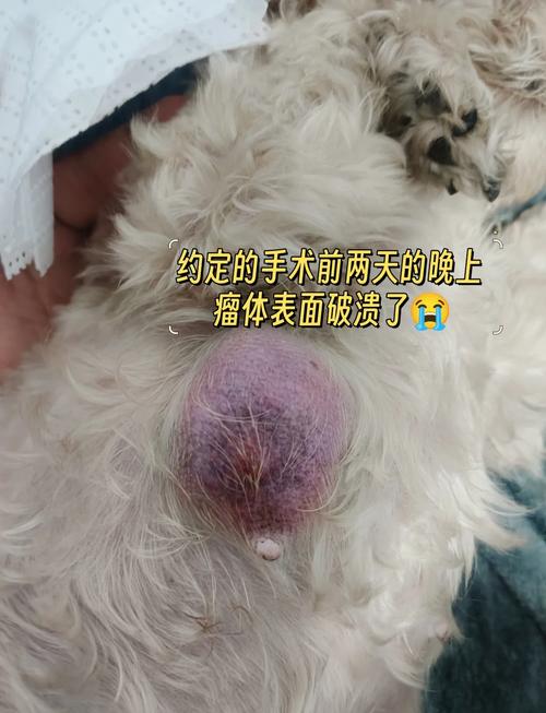 狗狗得乳腺瘤怎么办,狗得了乳腺瘤能治愈吗?-第5张图片-后鲨宠物 狗狗得乳腺瘤怎么办,狗得了乳腺瘤能治愈吗?-第5张图片-后鲨宠物