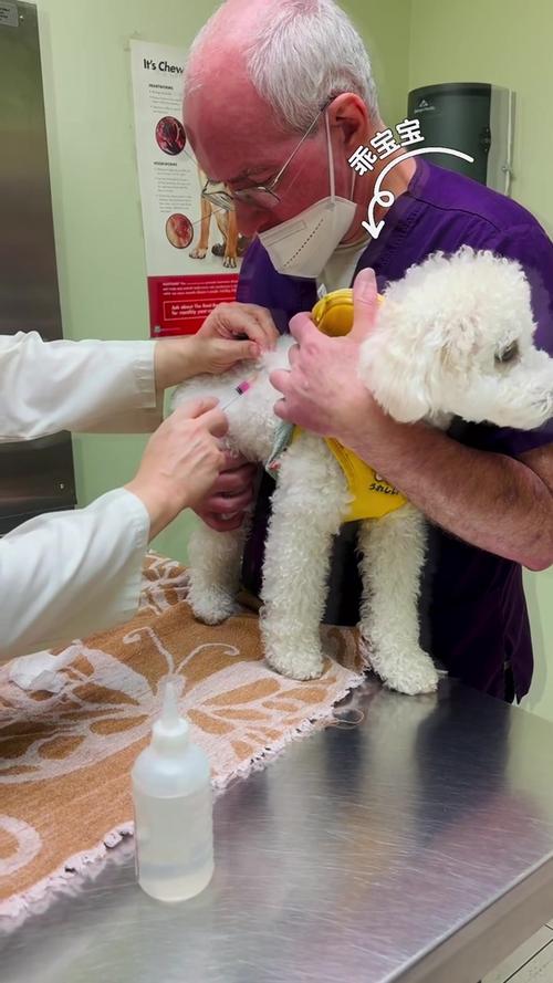 狗狗打疫苗要空腹吗,狗狗打疫苗前要准备什么-第2张图片-后鲨宠物 狗狗打疫苗要空腹吗,狗狗打疫苗前要准备什么-第2张图片-后鲨宠物