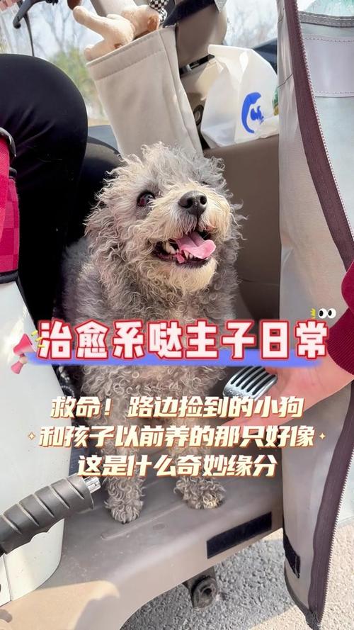 捡到狗狗要怎么处理，捡到狗狗要怎么处理送派出所？-第2张图片-后鲨宠物