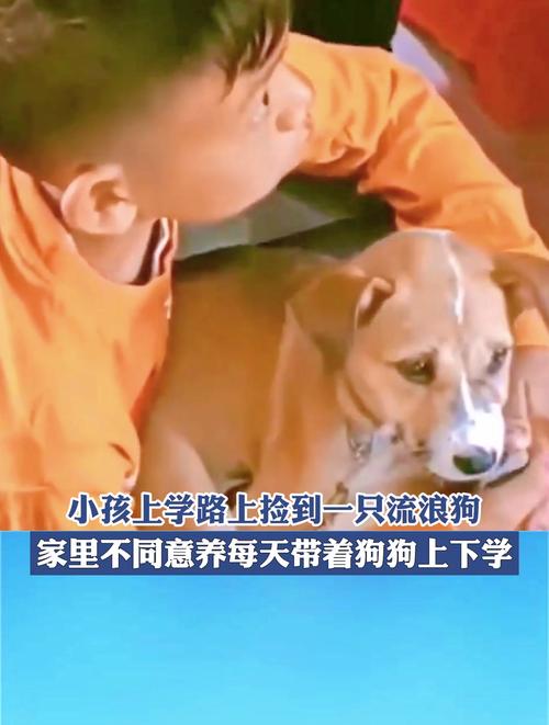 捡到狗狗要怎么处理，捡到狗狗要怎么处理送派出所？-第3张图片-后鲨宠物