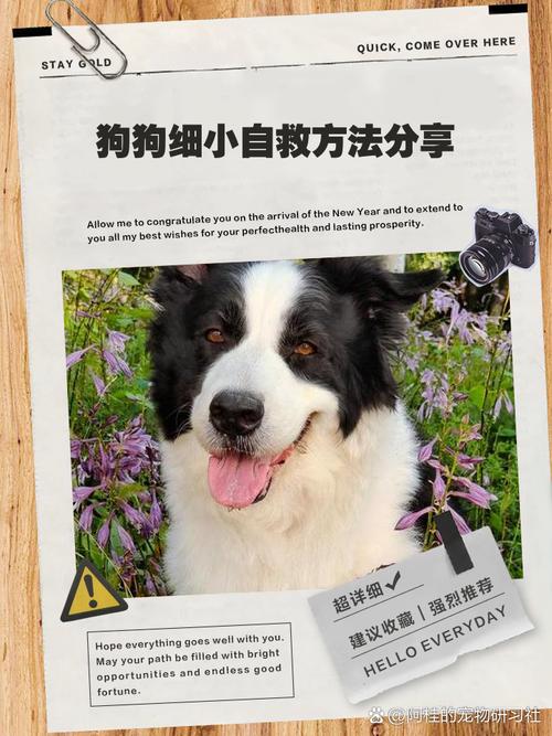 狗狗得细小的自救方法,细小几天不死就没事了-第4张图片-后鲨宠物 狗狗得细小的自救方法,细小几天不死就没事了-第4张图片-后鲨宠物