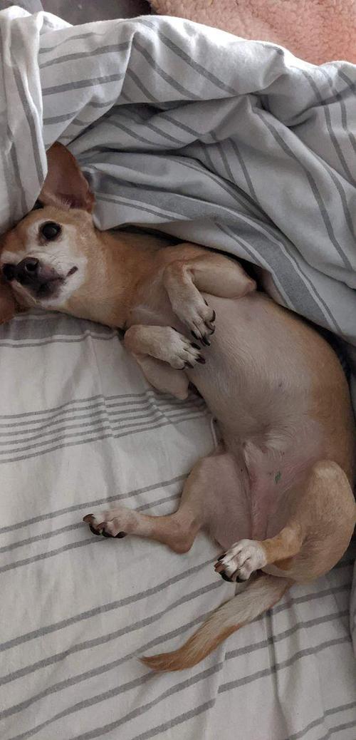 狗狗哼唧哼唧怎么回事,狗狗哼唧哼唧怎么回事啊-第5张图片-后鲨宠物 狗狗哼唧哼唧怎么回事,狗狗哼唧哼唧怎么回事啊-第5张图片-后鲨宠物