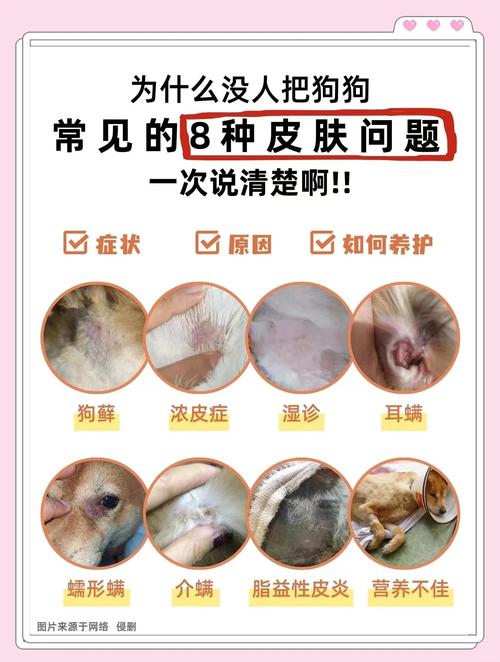 狗狗皮炎吃什么药_狗狗皮炎怎么治-第1张图片-后鲨宠物 狗狗皮炎吃什么药_狗狗皮炎怎么治-第1张图片-后鲨宠物