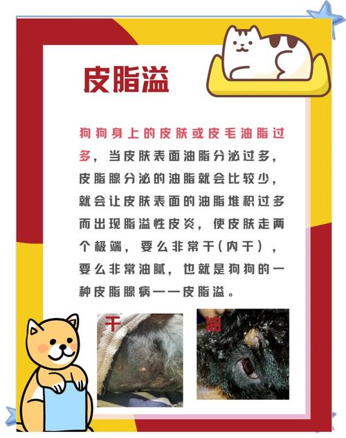 狗狗皮炎吃什么药_狗狗皮炎怎么治-第5张图片-后鲨宠物 狗狗皮炎吃什么药_狗狗皮炎怎么治-第5张图片-后鲨宠物