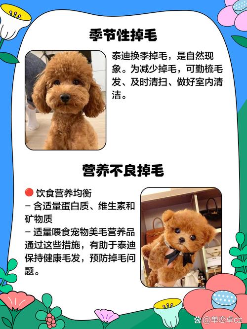 泰迪狗狗掉毛是什么原因,泰迪狗狗掉毛很厉害怎么办-第1张图片-后鲨宠物 泰迪狗狗掉毛是什么原因,泰迪狗狗掉毛很厉害怎么办-第1张图片-后鲨宠物