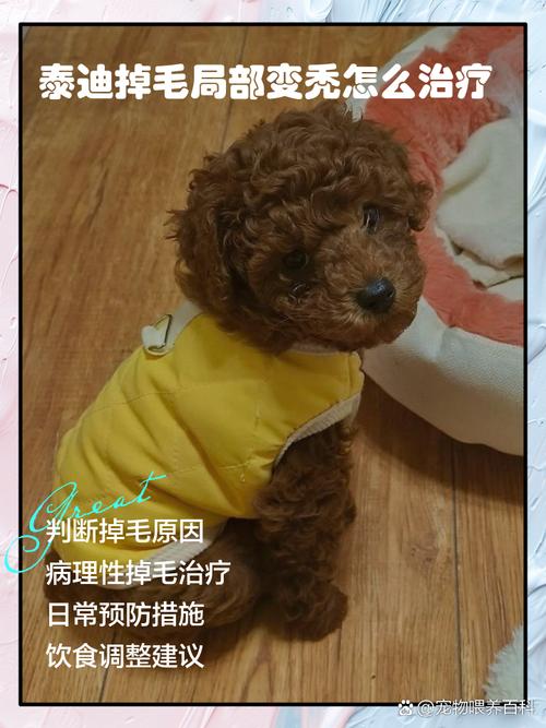 泰迪狗狗掉毛是什么原因,泰迪狗狗掉毛很厉害怎么办-第3张图片-后鲨宠物 泰迪狗狗掉毛是什么原因,泰迪狗狗掉毛很厉害怎么办-第3张图片-后鲨宠物