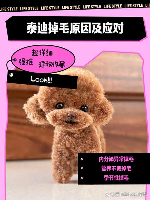 泰迪狗狗掉毛是什么原因,泰迪狗狗掉毛很厉害怎么办-第6张图片-后鲨宠物 泰迪狗狗掉毛是什么原因,泰迪狗狗掉毛很厉害怎么办-第6张图片-后鲨宠物