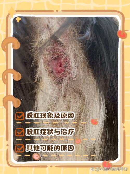 狗狗肛门痒怎么办，狗狗肛门瘙痒？-第5张图片-后鲨宠物