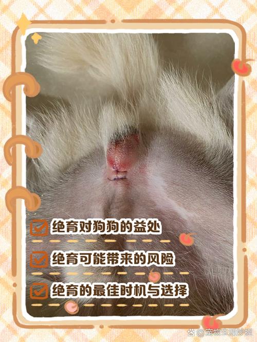 狗狗多大可以做绝育,狗狗多大的时候可以绝育-第1张图片-后鲨宠物 狗狗多大可以做绝育,狗狗多大的时候可以绝育-第1张图片-后鲨宠物