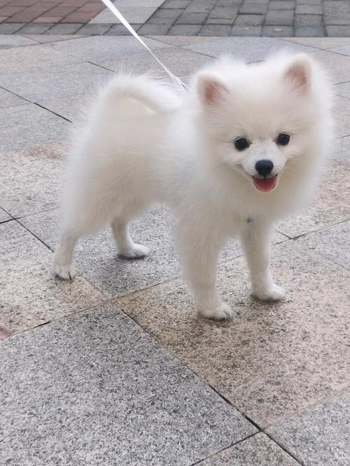 狗狗多大可以做绝育,狗狗多大的时候可以绝育-第2张图片-后鲨宠物 狗狗多大可以做绝育,狗狗多大的时候可以绝育-第2张图片-后鲨宠物