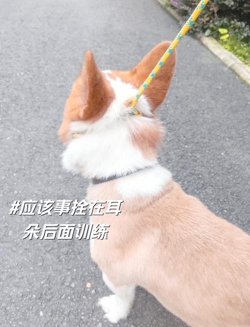 狗狗牵引绳怎么用_狗狗牵引绳用5mm还是6mm-第4张图片-后鲨宠物