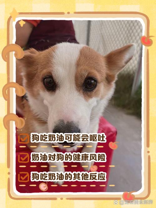 狗狗能吃奶油吗_狗狗能吃奶油吗会死吗-第3张图片-后鲨宠物 狗狗能吃奶油吗_狗狗能吃奶油吗会死吗-第3张图片-后鲨宠物