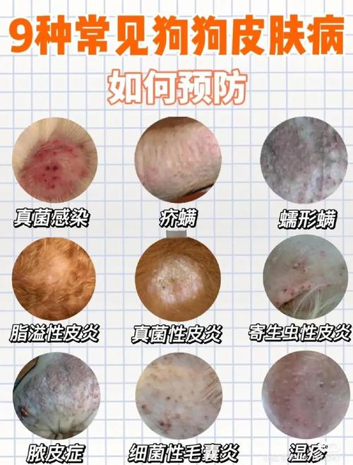 狗狗皮肤病有什么症状_狗狗皮肤病有什么症状表现-第3张图片-后鲨宠物 狗狗皮肤病有什么症状_狗狗皮肤病有什么症状表现-第3张图片-后鲨宠物
