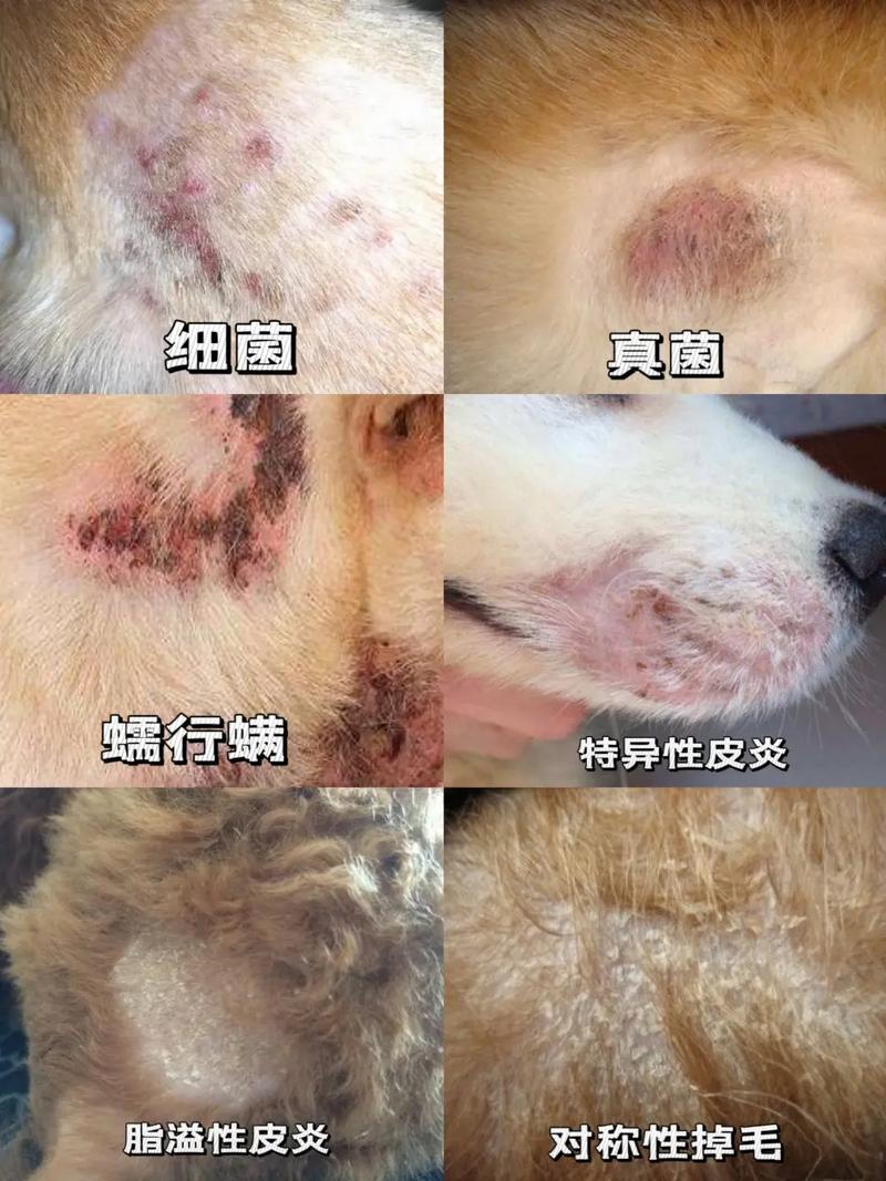 狗狗皮肤病有什么症状_狗狗皮肤病有什么症状表现-第6张图片-后鲨宠物 狗狗皮肤病有什么症状_狗狗皮肤病有什么症状表现-第6张图片-后鲨宠物