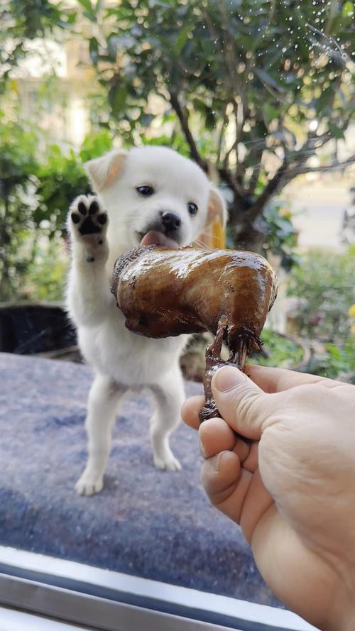 狗狗可以吃生鸡腿吗_可以给狗狗吃生鸡腿吗-第3张图片-后鲨宠物 狗狗可以吃生鸡腿吗_可以给狗狗吃生鸡腿吗-第3张图片-后鲨宠物