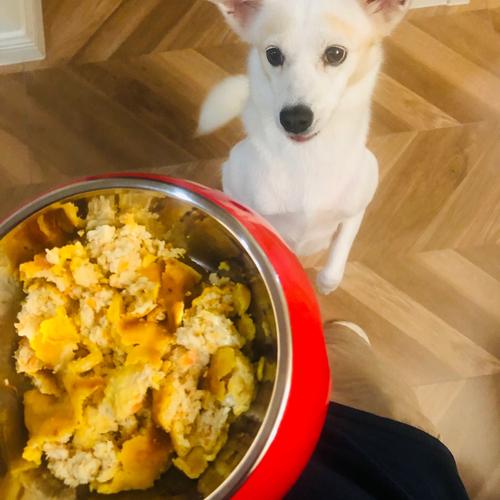 狗狗可以吃生鸡腿吗_可以给狗狗吃生鸡腿吗-第5张图片-后鲨宠物 狗狗可以吃生鸡腿吗_可以给狗狗吃生鸡腿吗-第5张图片-后鲨宠物