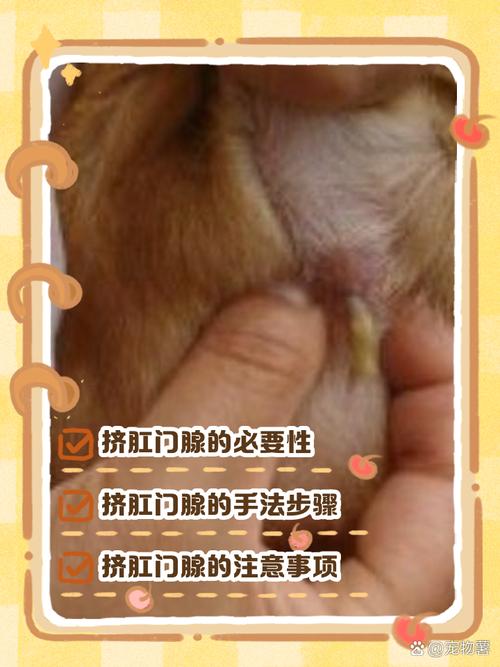  狗狗多大可以挤肛门腺，狗狗多大挤肛门腺怎么挤-第2张图片-后鲨宠物