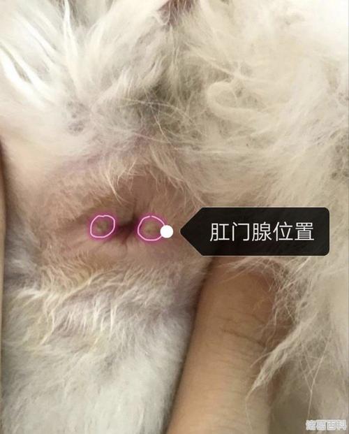  狗狗多大可以挤肛门腺，狗狗多大挤肛门腺怎么挤-第6张图片-后鲨宠物