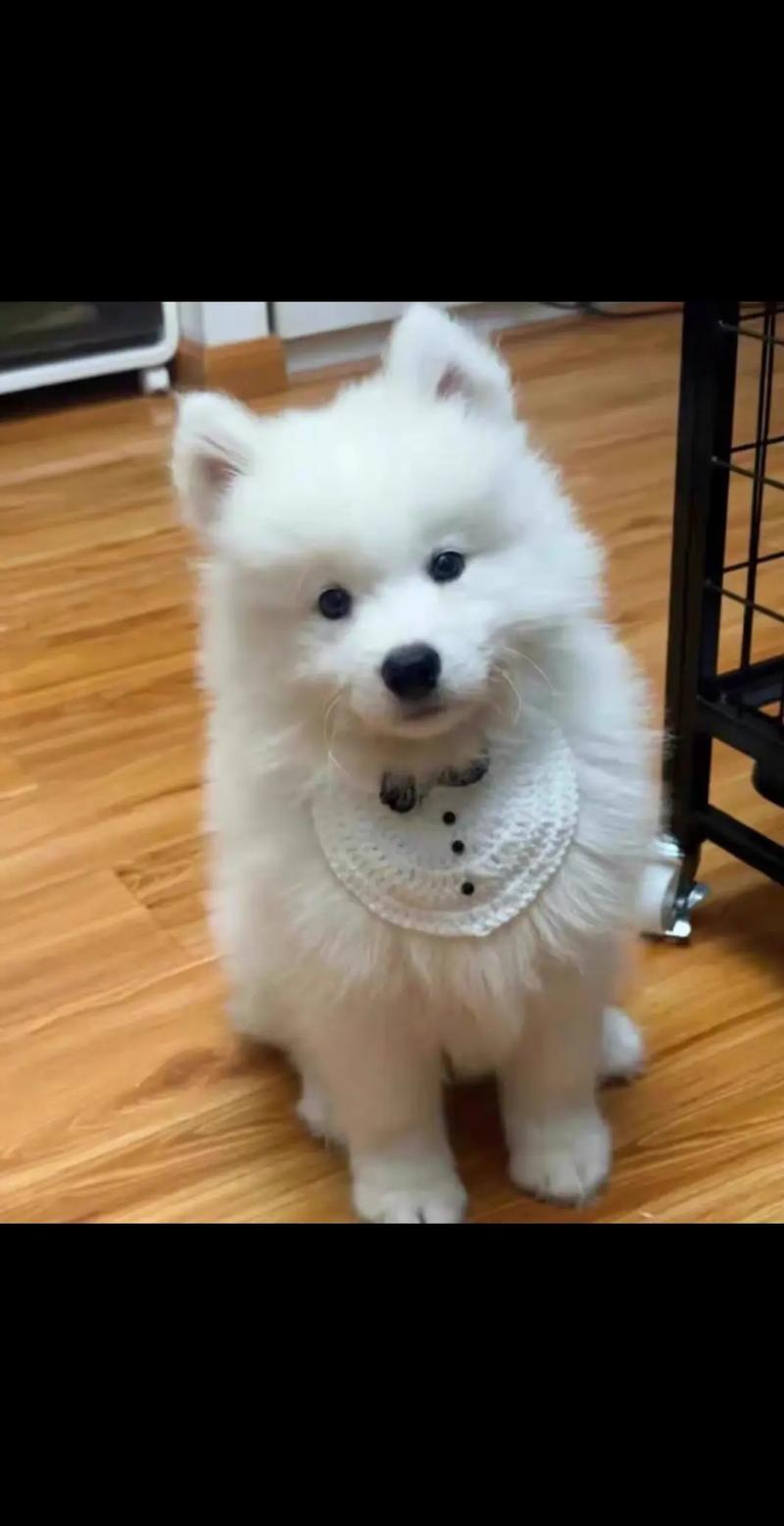 两岁的狗狗还能训练吗_两岁的狗狗还能训练吗知乎-第2张图片-后鲨宠物 两岁的狗狗还能训练吗_两岁的狗狗还能训练吗知乎-第2张图片-后鲨宠物