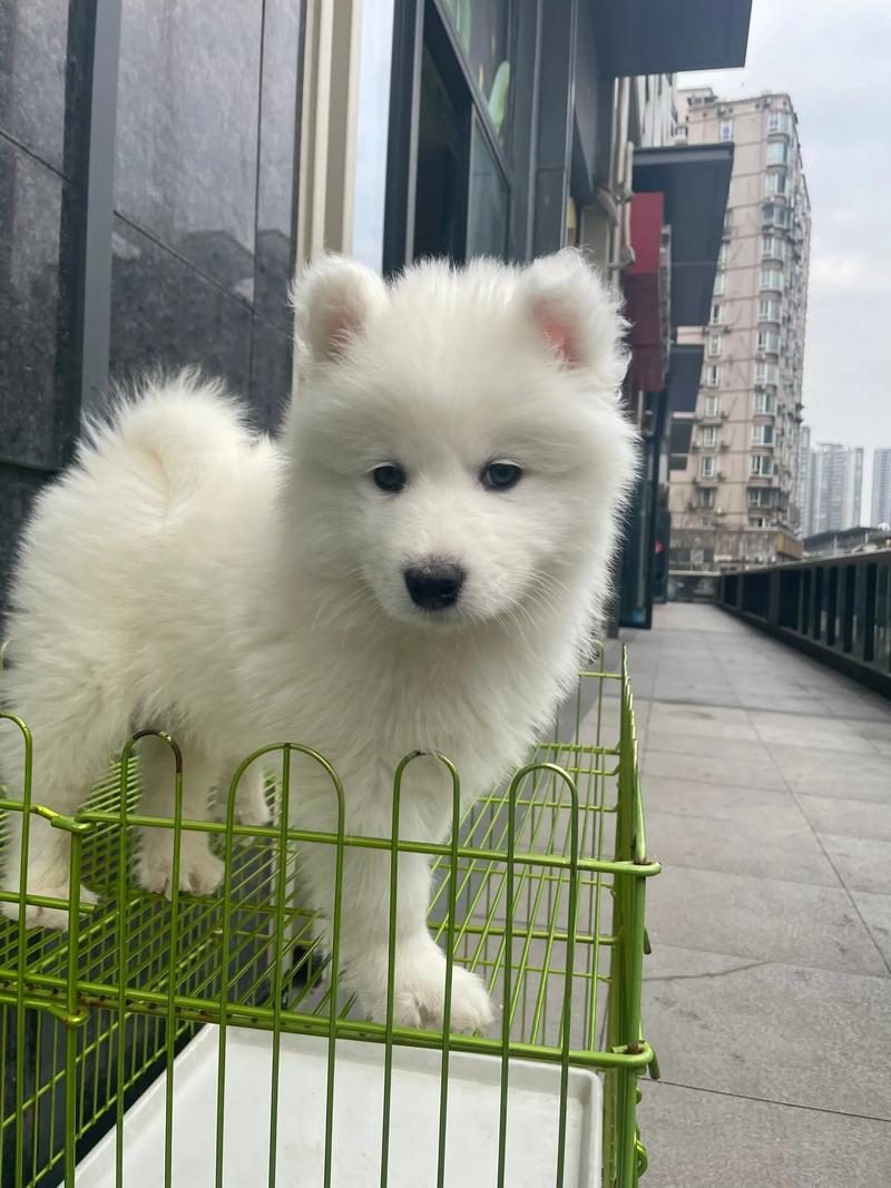 两岁的狗狗还能训练吗_两岁的狗狗还能训练吗知乎-第3张图片-后鲨宠物 两岁的狗狗还能训练吗_两岁的狗狗还能训练吗知乎-第3张图片-后鲨宠物