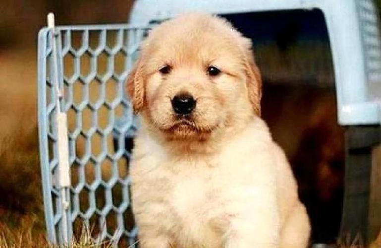 两岁的狗狗还能训练吗_两岁的狗狗还能训练吗知乎-第5张图片-后鲨宠物 两岁的狗狗还能训练吗_两岁的狗狗还能训练吗知乎-第5张图片-后鲨宠物