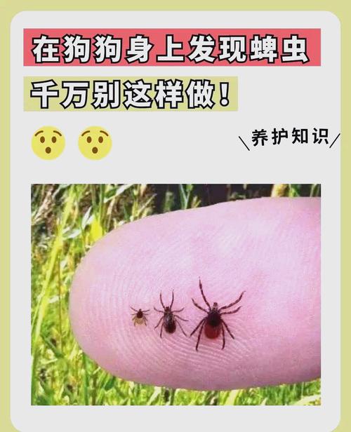  狗狗身上的蜱虫怎么去除，狗长蜱虫怎么去除