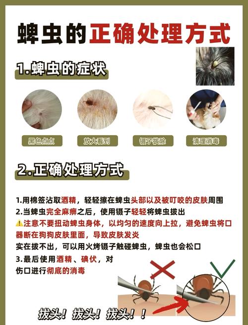 狗狗身上的蜱虫怎么去除,狗长蜱虫怎么去除-第4张图片-后鲨宠物 狗狗身上的蜱虫怎么去除,狗长蜱虫怎么去除-第4张图片-后鲨宠物