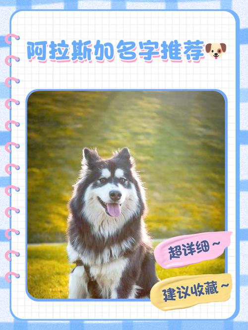 阿拉斯加狗狗名字_阿拉斯加狗名字大全 顺口的-第1张图片-后鲨宠物 阿拉斯加狗狗名字_阿拉斯加狗名字大全 顺口的-第1张图片-后鲨宠物