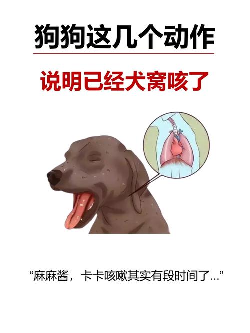 狗狗干咳怎么回事_狗狗干咳怎么回事啊-第6张图片-后鲨宠物