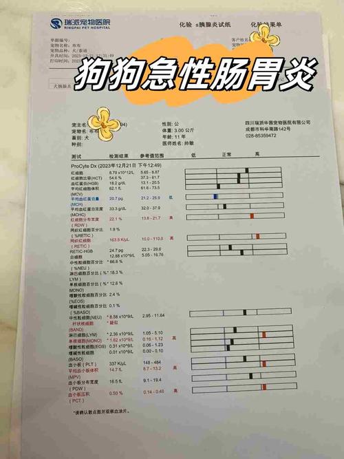 狗狗肠胃炎怎么办_狗狗肠胃炎的症状及治疗方法-第5张图片-后鲨宠物 狗狗肠胃炎怎么办_狗狗肠胃炎的症状及治疗方法-第5张图片-后鲨宠物