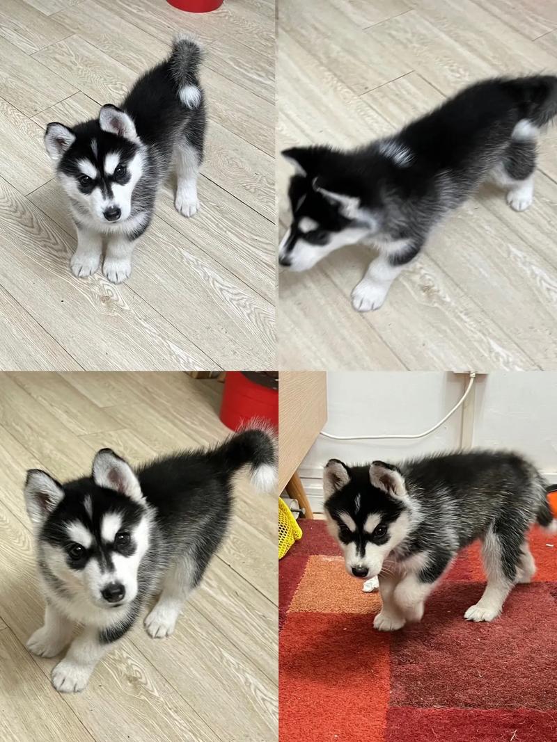 冬天生的狗狗好吗,冬天生小狗-第2张图片-后鲨宠物 冬天生的狗狗好吗,冬天生小狗-第2张图片-后鲨宠物