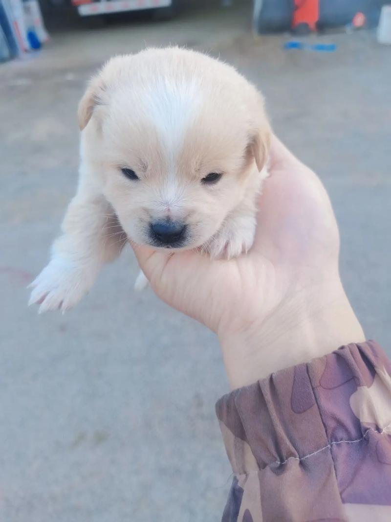 冬天生的狗狗好吗,冬天生小狗-第3张图片-后鲨宠物 冬天生的狗狗好吗,冬天生小狗-第3张图片-后鲨宠物