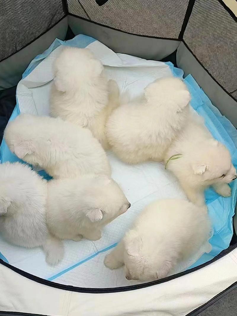 冬天生的狗狗好吗,冬天生小狗-第5张图片-后鲨宠物 冬天生的狗狗好吗,冬天生小狗-第5张图片-后鲨宠物