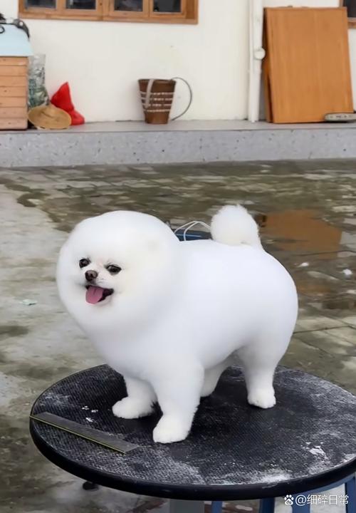 冬天生的狗狗好吗,冬天生小狗-第6张图片-后鲨宠物 冬天生的狗狗好吗,冬天生小狗-第6张图片-后鲨宠物