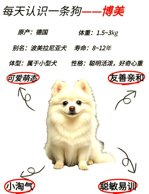  狗狗胖点好还是瘦点好，狗狗胖瘦标准图