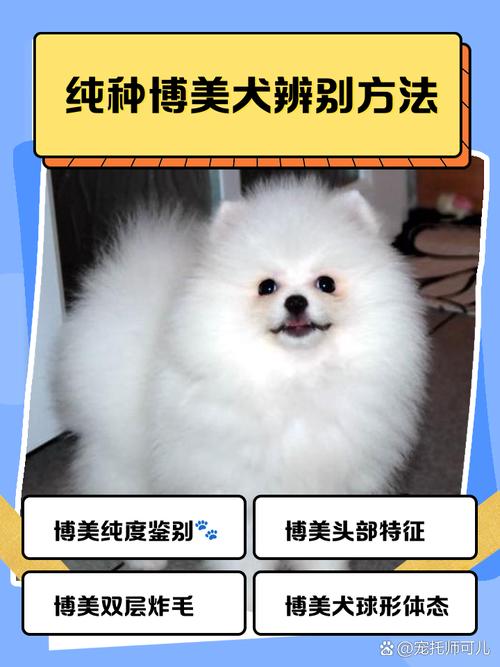 狗狗胖点好还是瘦点好,狗狗胖瘦标准图-第2张图片-后鲨宠物 狗狗胖点好还是瘦点好,狗狗胖瘦标准图-第2张图片-后鲨宠物