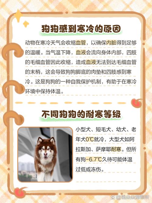 狗狗耳朵凉正常吗,狗狗耳朵凉是冷吗?-第1张图片-后鲨宠物 狗狗耳朵凉正常吗,狗狗耳朵凉是冷吗?-第1张图片-后鲨宠物