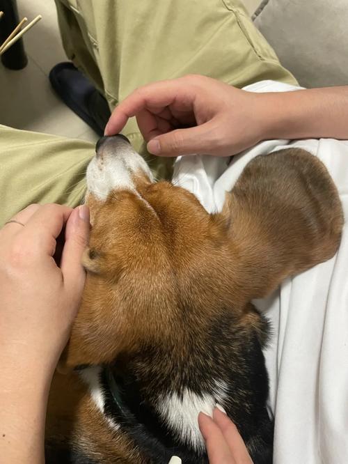 狗狗耳朵凉正常吗,狗狗耳朵凉是冷吗?-第2张图片-后鲨宠物 狗狗耳朵凉正常吗,狗狗耳朵凉是冷吗?-第2张图片-后鲨宠物