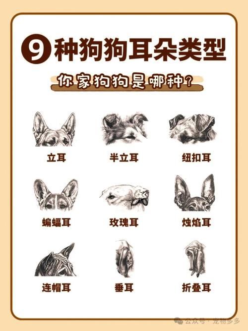 狗狗耳朵凉正常吗,狗狗耳朵凉是冷吗?-第5张图片-后鲨宠物 狗狗耳朵凉正常吗,狗狗耳朵凉是冷吗?-第5张图片-后鲨宠物