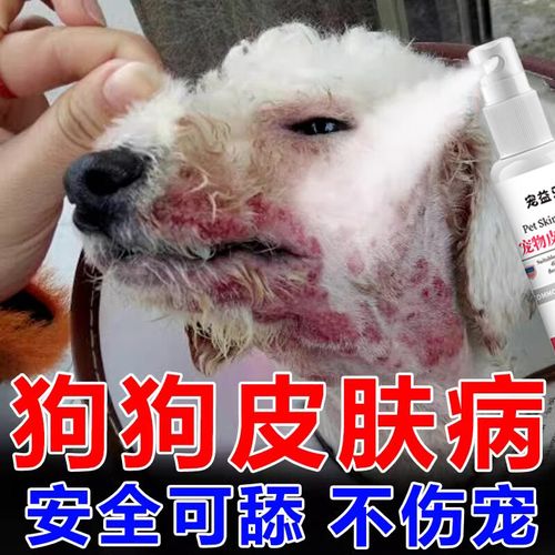 狗狗鼻子溃烂用什么药,狗狗鼻子溃疡怎么治疗?-第5张图片-后鲨宠物 狗狗鼻子溃烂用什么药,狗狗鼻子溃疡怎么治疗?-第5张图片-后鲨宠物