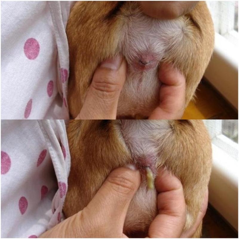 狗狗多久挤一次肛门腺，狗狗多久挤一次肛门线？-第2张图片-后鲨宠物