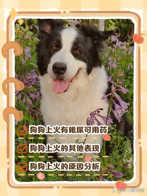 狗狗上火吃什么药,狗狗上火吃什么药降火比较快?-第6张图片-后鲨宠物 狗狗上火吃什么药,狗狗上火吃什么药降火比较快?-第6张图片-后鲨宠物