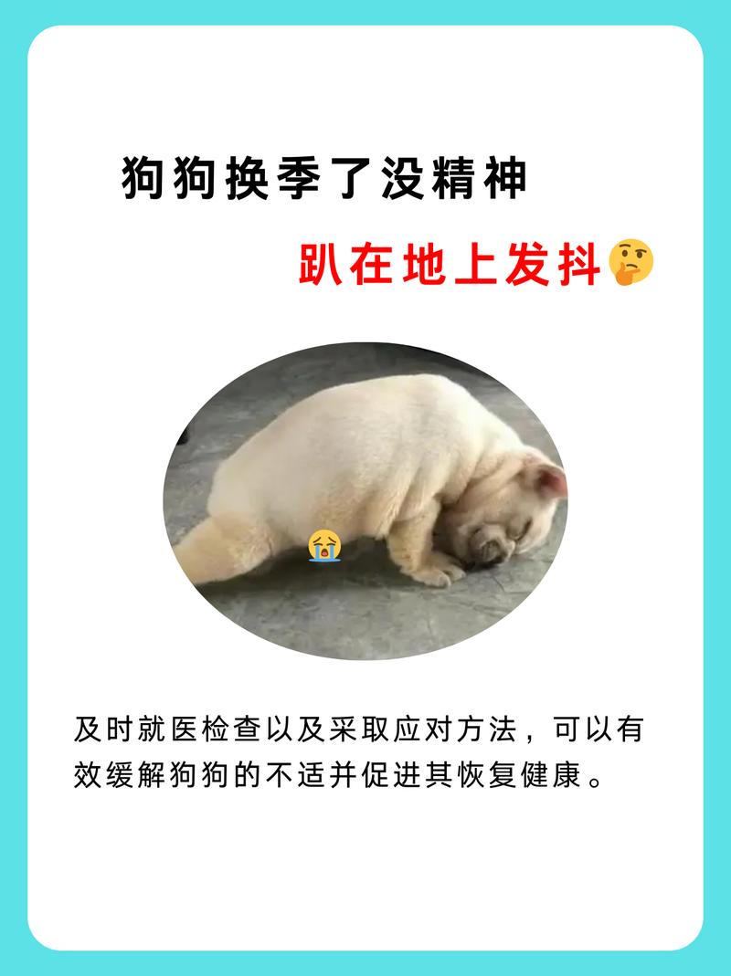 狗狗没精神发抖怎么办_狗狗没精神轻微发抖是否感冒了-第3张图片-后鲨宠物 狗狗没精神发抖怎么办_狗狗没精神轻微发抖是否感冒了-第3张图片-后鲨宠物